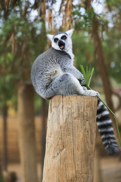 Lemur rozglądając się — Zdjęcie stockowe