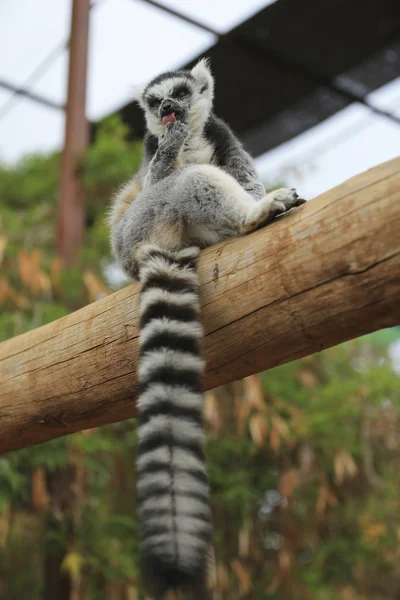 Lemur schaut sich um — Stockfoto