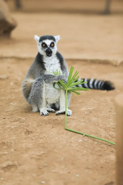 Lemur schaut sich um — Stockfoto