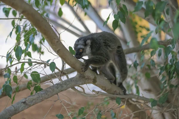 Un lémur de cola anillada se sienta en un árbol y mira a su alrededor —  Fotos de Stock