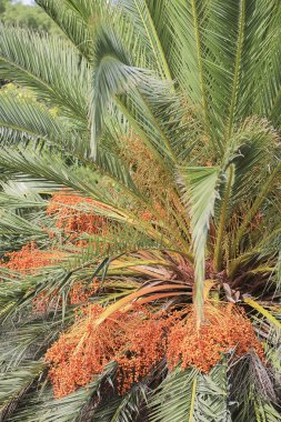 Kaktüsler ve palmiye ağaçları Vol donmuş lavlar üzerinde güneşin altında