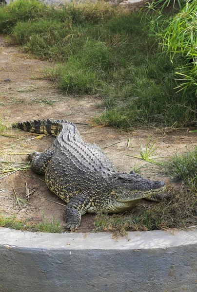 Crocodilo encontra-se sob o sol perto da água . — Fotografia de Stock