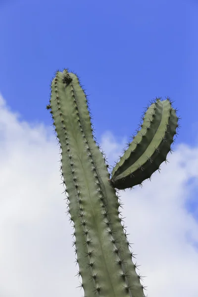 Cactus y palmeras bajo el sol en la lava congelada del vol — Foto de Stock