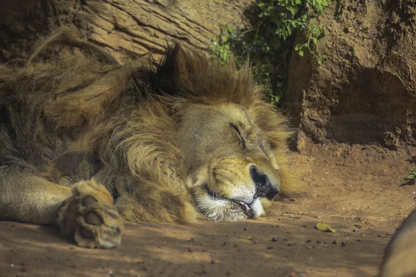 Aslan güneşin altında yatıyordu. — Stok fotoğraf