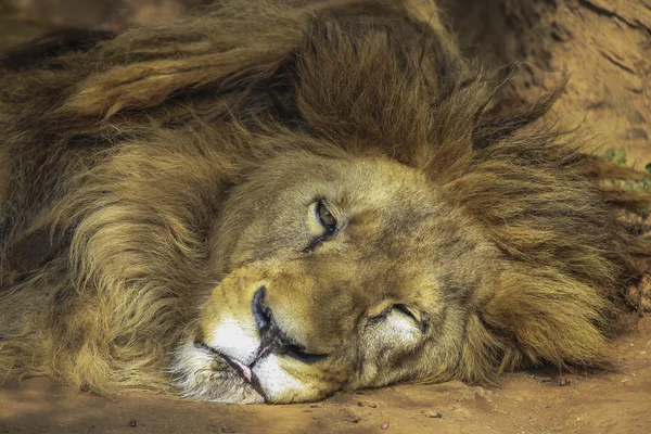 Aslan güneşin altında yatıyordu. — Stok fotoğraf