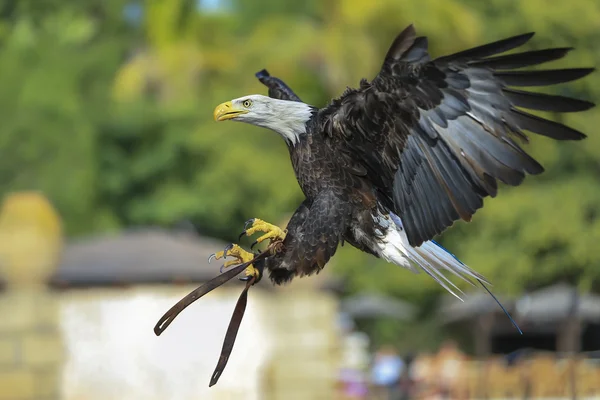 Bald Eagle in flight.