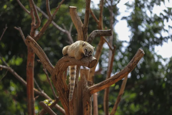 Coati sudamericano (Nasua nasua), también conocido como el anillo de cola — Foto de Stock