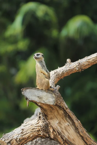 Suricatta 沼狸 suricata 猫鼬 图库图片