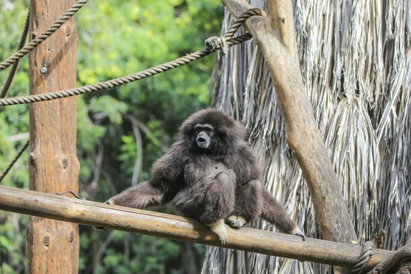 Gibão de Siamang — Fotografia de Stock