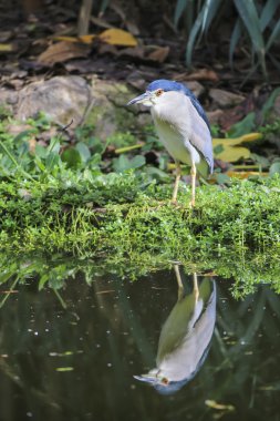 Siyah taçlı Gece Balıkçıl (nycticorax nycticorax)