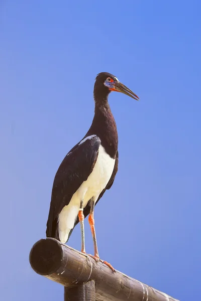 Čáp černý (Ciconia nigra) — Stock fotografie