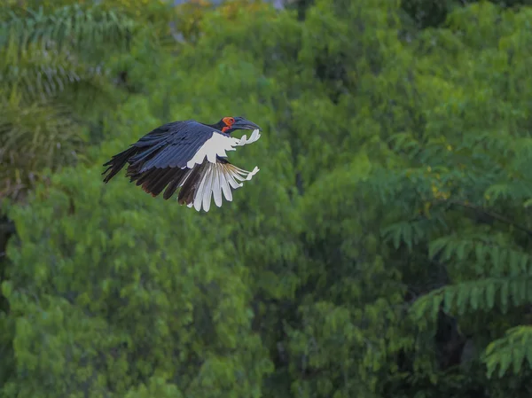 Ground Hornbill — Stockfoto