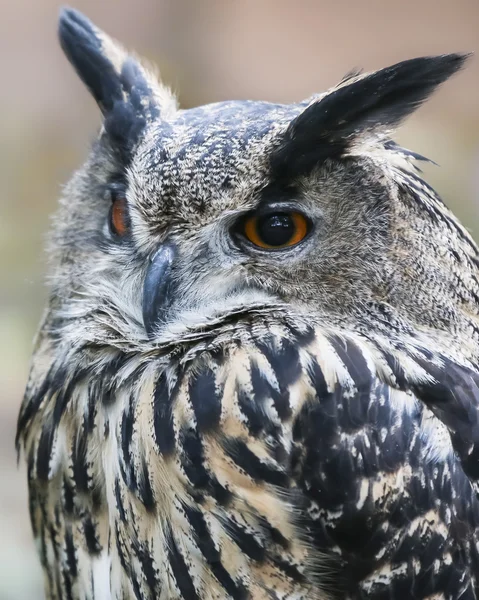 Kartal baykuş