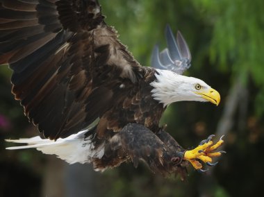 Kel kartal (lat. haliaeetus leucocephalus)