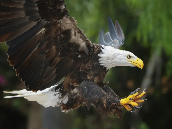 Águila calva (lat. haliaeetus leucocephalus) —  Fotos de Stock