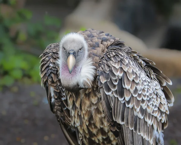 Gänsegeier — Stockfoto