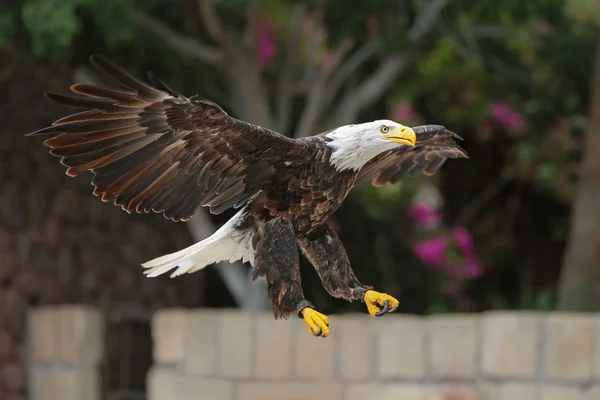 Лисий орел у польоті . — стокове фото
