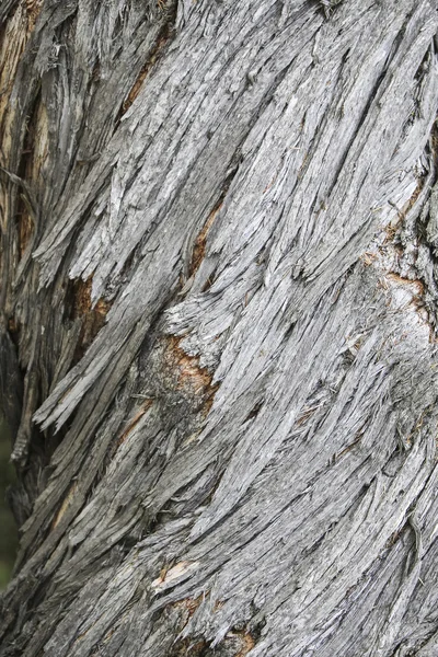 Bark of the olive tree — Stock Photo, Image