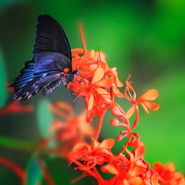 猩红色的摩门教蝴蝶 图库图片