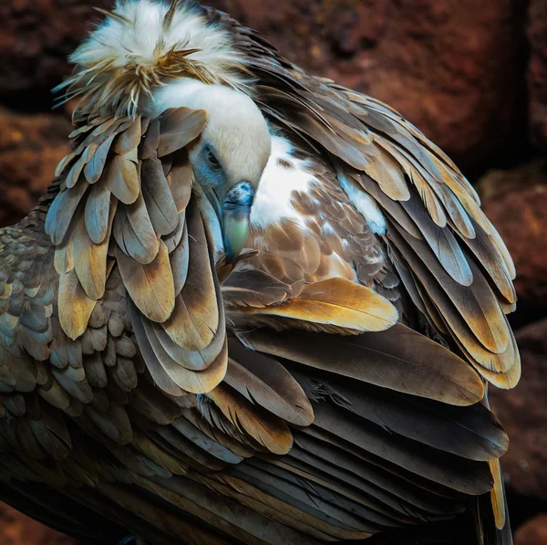 Kızıl akbaba — Stok fotoğraf