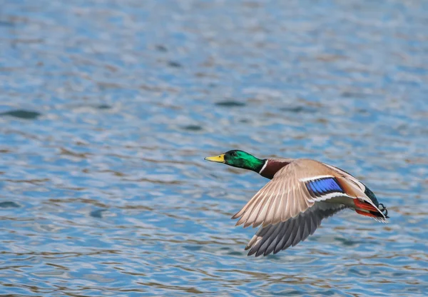 Vildand i deras naturliga livsmiljöer. — Stockfoto