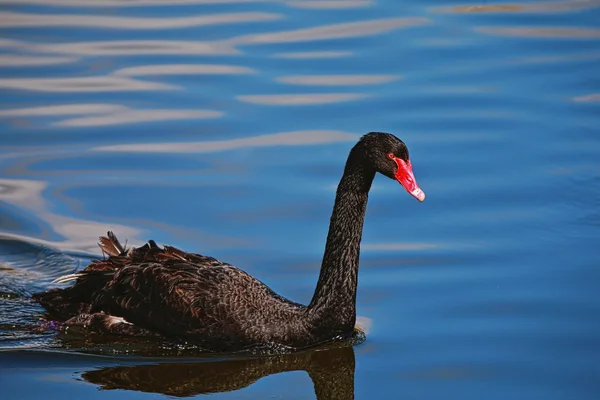 Cigno nero becco rosso sull'acqua — Foto Stock