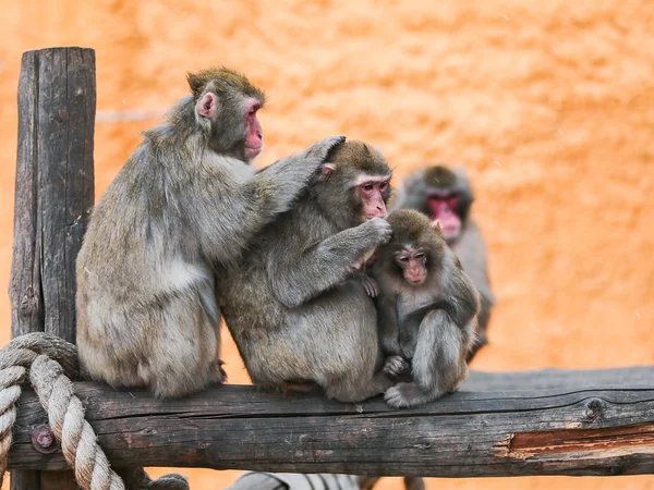 Macaca fuscata — Stockfoto