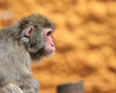 Macaca fuscata