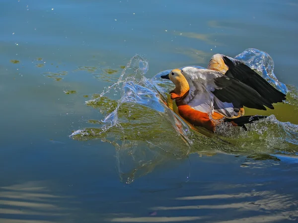 Wildenten — Stockfoto