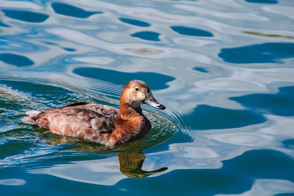 Wildenten — Stockfoto