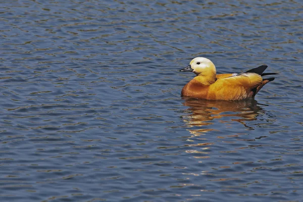 Wild duck — Stockfoto