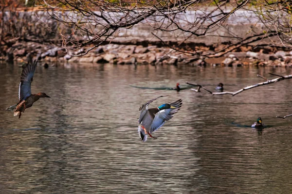 Wildenten — Stockfoto