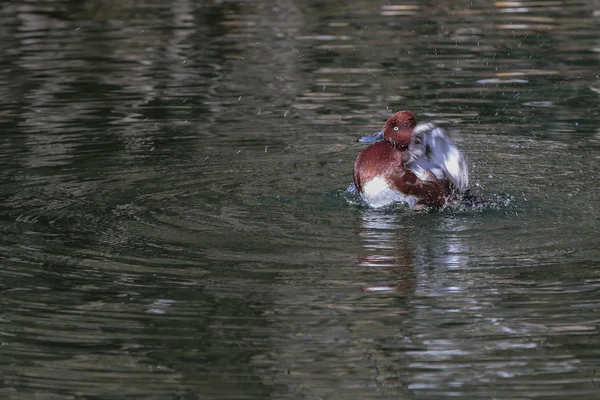 Ferruginous 오리. — 스톡 사진