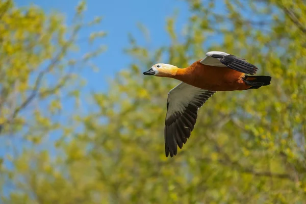 Vild anka under flygning. — Stockfoto