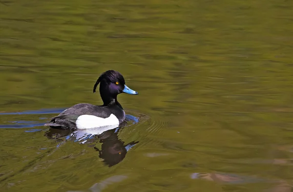 Wild duck — Stockfoto