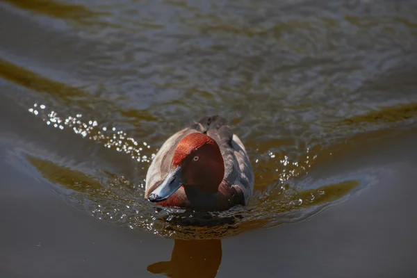 Pato selvagem — Fotografia de Stock