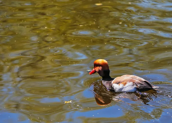 Wild duck — Stockfoto