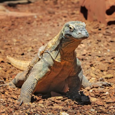 yaban hayatı içinde Comodo dragon