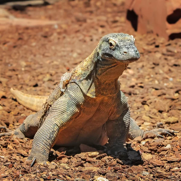 Comodo draak in wildlife — Stockfoto