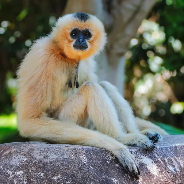 Gibbons — Stok fotoğraf