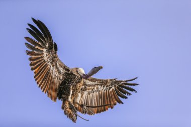 Griffon akbabası uçuyor 