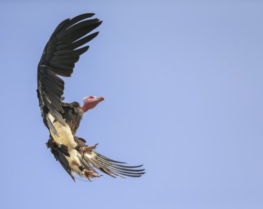 Griffon akbabası uçuyor 