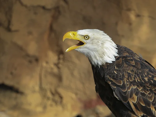 Portrét orel bělohlavý v letu (lat. haliaeetus leucocephalu — Stock fotografie