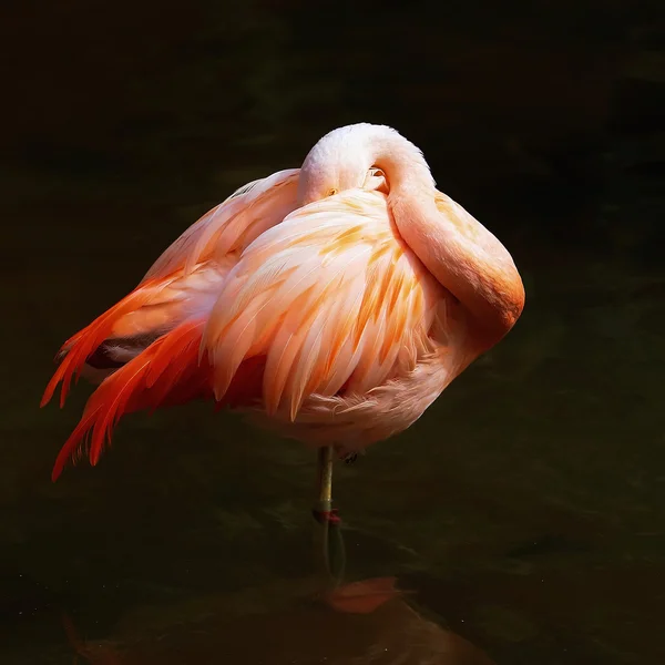 Flamant rose se tient sur un pied — Photo