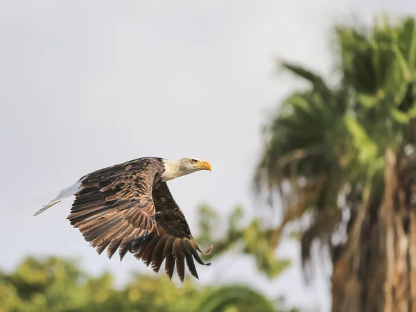 Retrato de uma águia careca em voo (lat. alabote leucocefalu — Fotografia de Stock