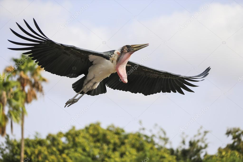 Marabou Stork landing on the grassland