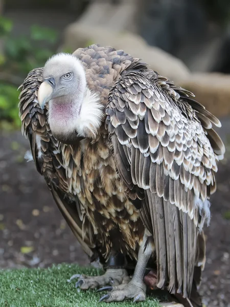 Ruppell (Ruppells) Griffon Abutre (Gyps rueppellii) sentado . — Fotografia de Stock