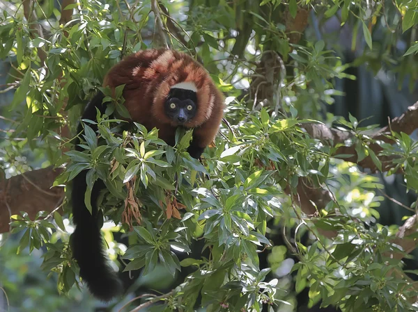 Red-bellied Lemur (Eulemur rubriventer) — Stock Photo, Image