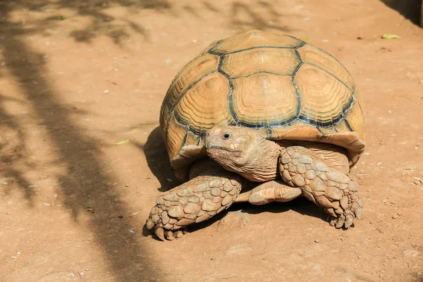 Afrikanska sporrade sköldpadda närbild. — Stockfoto