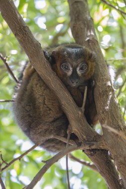 Brown Lemur Batı Madagaskar